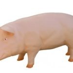 Kiemo dekoracija KIAULĖ